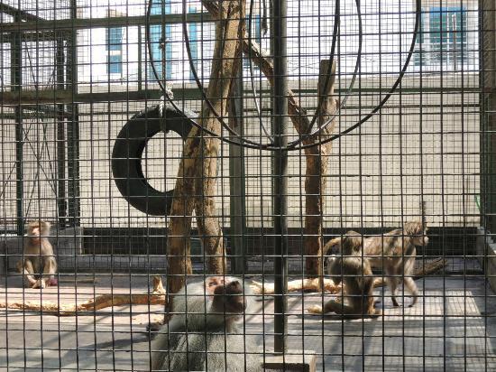 Zoológico de Dubái